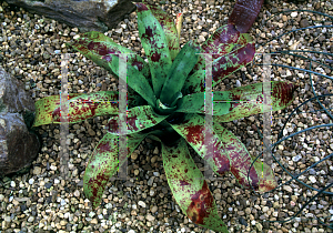 Picture of Neoregelia kautskyi 