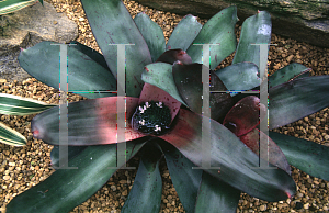 Picture of Neoregelia concentrica 