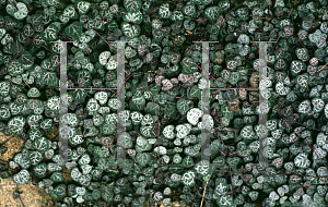 Picture of Ceropegia linearis ssp. woodii 