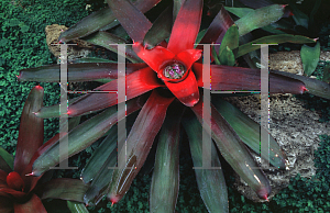 Picture of Neoregelia farinosa 