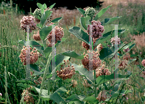 Picture of Asclepias syriaca 