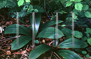 Picture of Clintonia umbellulata 