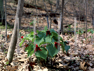 Picture of Trillium erectum 