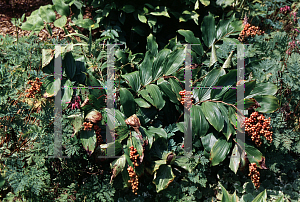 Picture of Maianthemum racemosum 