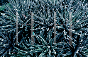 Picture of Haworthia fasciata 