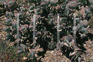 Picture of Crassula arborescens 