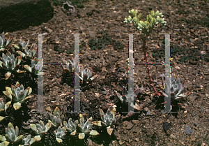 Picture of Dudleya greenei 