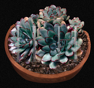 Picture of Echeveria pulidonis 