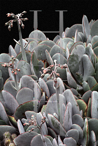 Picture of Cotyledon orbiculata 