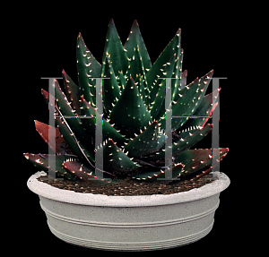 Picture of Agave ssp. 