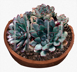 Picture of Echeveria pulidonis 