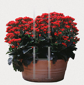 Picture of Kalanchoe blossfeldiana 