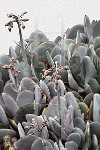 Picture of Cotyledon orbiculata 