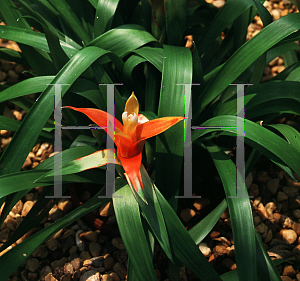 Picture of Guzmania lingulata 'Minor'