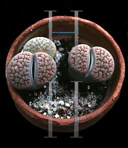 Picture of Lithops hookeri var. lutea 