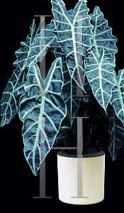 Picture of Alocasia x amazonica 