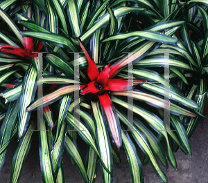 Picture of Neoregelia carolinae var. tricolor 