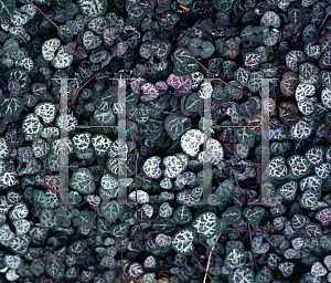 Picture of Ceropegia linearis ssp. woodii 