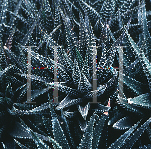 Picture of Haworthia fasciata 