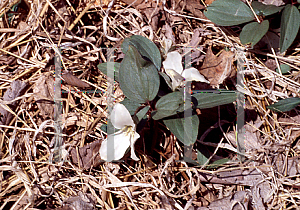 Picture of Trillium nivale 