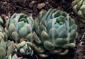 Picture of Echeveria simulans 