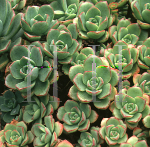 Picture of Aeonium haworthii 