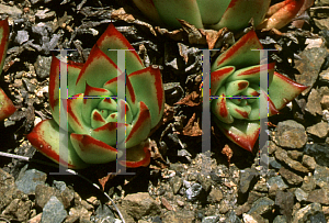 Picture of Echeveria agavoides 'Red Edge'