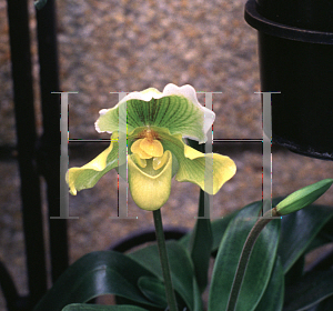 Picture of Paphiopedilum x 'Agincourt'