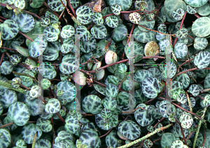 Picture of Peperomia rotundifolia var. pilsior 