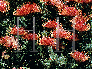 Picture of Leucospermum tottum 