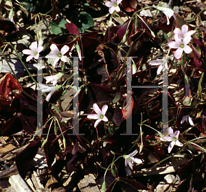 Picture of Oxalis triangularis 