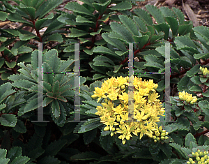 Picture of Sedum selskianum 