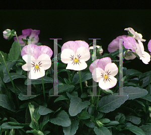 Picture of Viola cornuta 