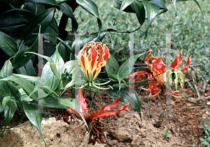 Picture of Gloriosa superba 'Rothschildiana'