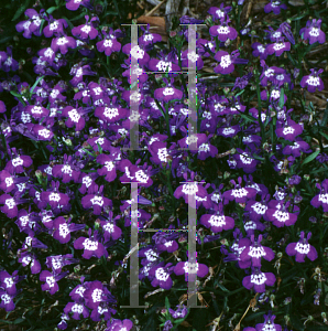 Picture of Lobelia erinus 