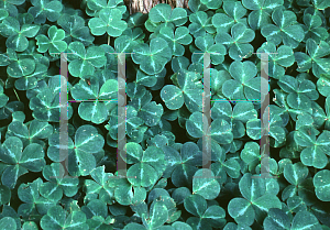 Picture of Oxalis oregana 