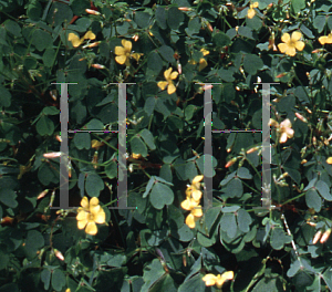 Picture of Oxalis spiralis ssp. vulcanicola 