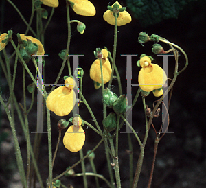 Picture of Calceolaria falklandica 
