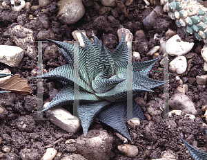 Picture of Haworthia limifolia var. keithii 