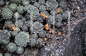 Picture of Echeveria derenbergii 