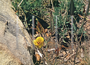 Picture of Calochortus clavatus 