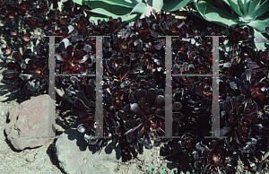 Picture of Aeonium arboreum 'Zwartkop'