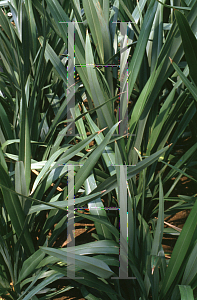 Picture of Phormium tenax 