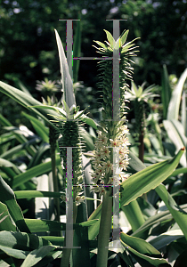 Picture of Eucomis comosa 