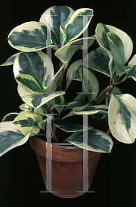 Picture of Peperomia obtusifolia 'Variegata'