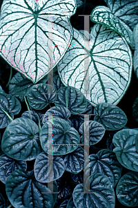 Picture of Peperomia griseo-argentea 