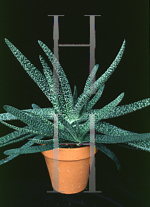 Picture of Gasteria carinata var. verrucosa 