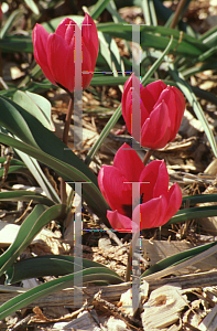 Picture of Tulipa pulchella 'Violacea'