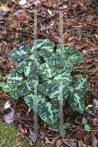 Picture of Trillium cuneatum 