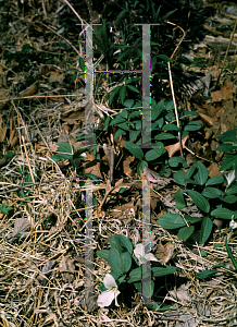 Picture of Trillium nivale 